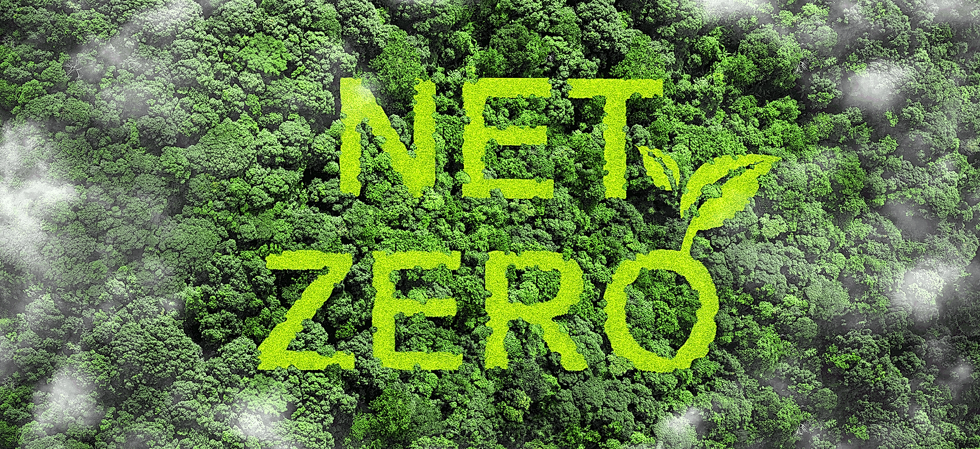 Net Zero Learning Hub - birds eye view of forrest